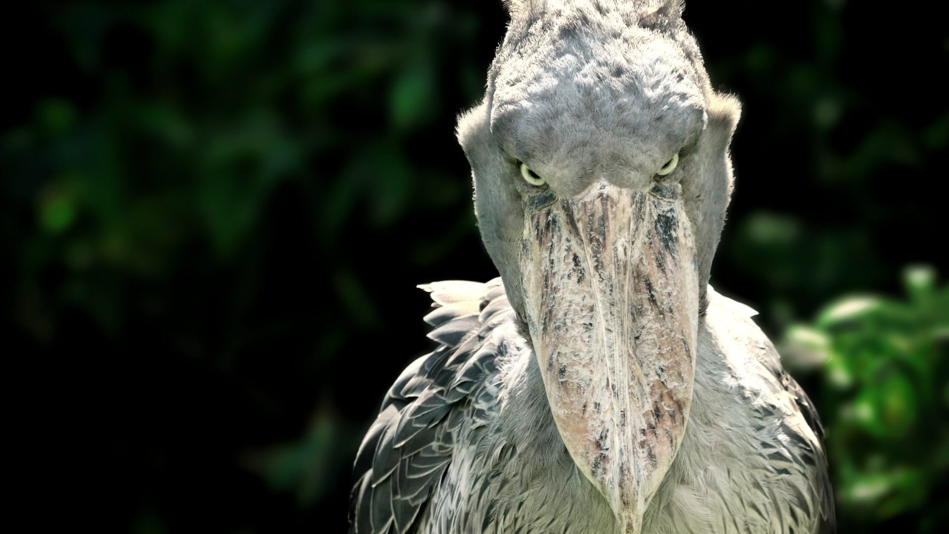 Most stupid bird shoebill which attacks crocodile without any hesitation