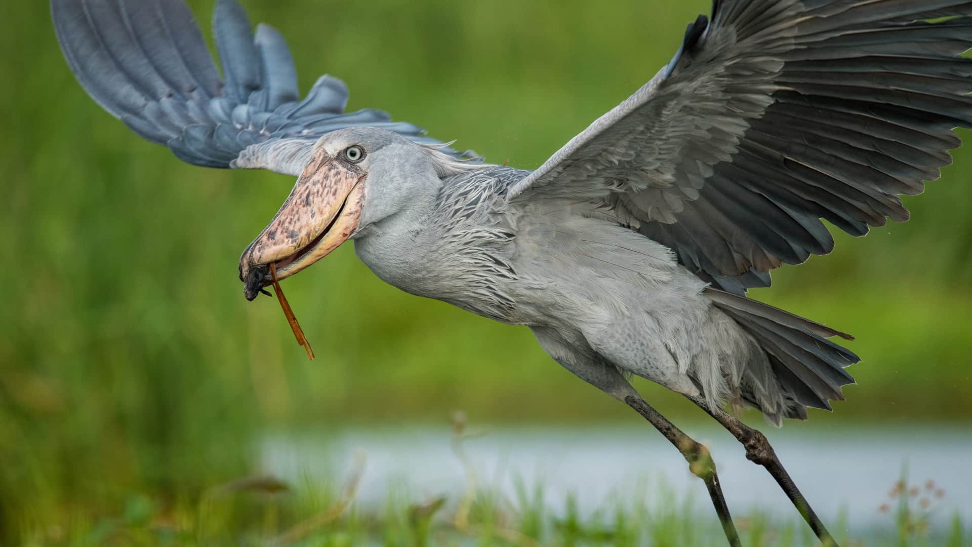 Most stupid bird shoebill which attacks crocodile without any hesitation