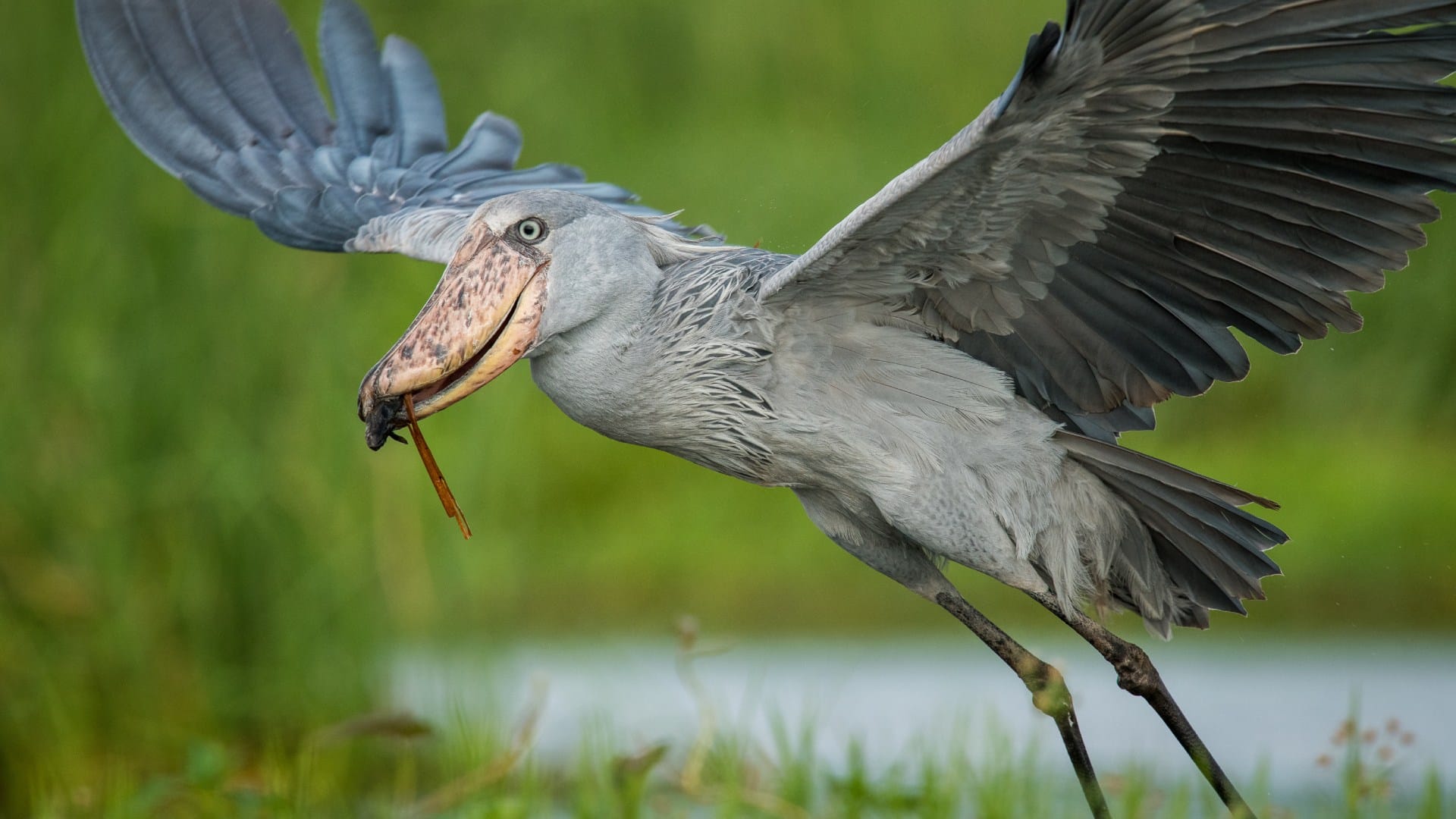 Most stupid bird shoebill which attacks crocodile without any hesitation