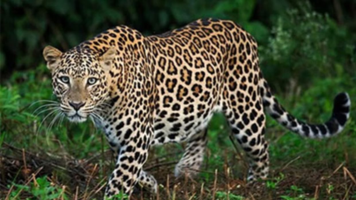 Leopard jumps in front of HRI director's car, causing panic; forest department launches search operation