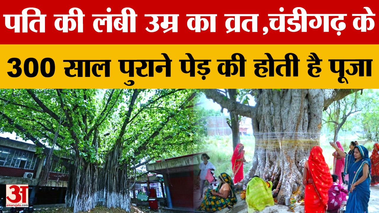 वट सावित्री पर खास: चंडीगढ़ के 300 साल पुराने बरगद बढ़ा रहे शहरवासियों की उम्र