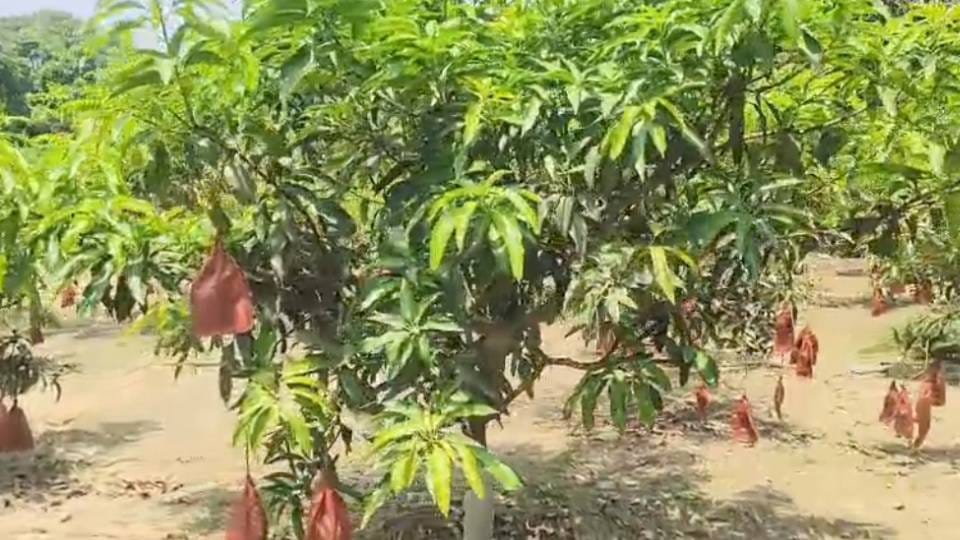 Smaller Mango Trees Bigger Profits Details Sought on Dwarf Varieties
