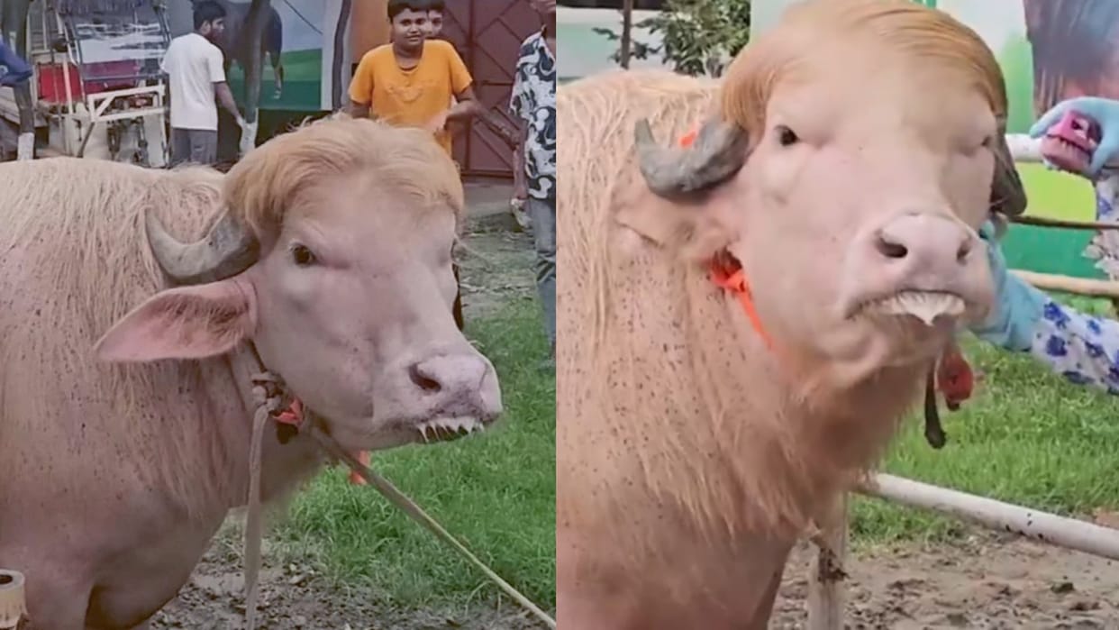 Donald Trump netanyahu Buffalo In Bangladesh Goes Viral On Social Media