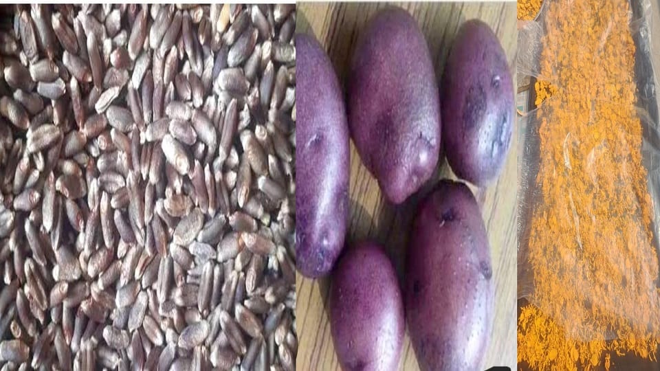 Natural farming of potato Kufri Neelkanth