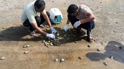 634 Baby Batagur Turtles Released into Chambal River in Conservation Effort
