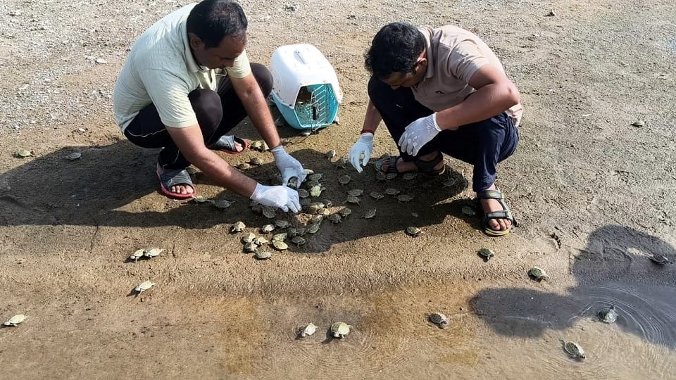 Turtles Released into Chambal River