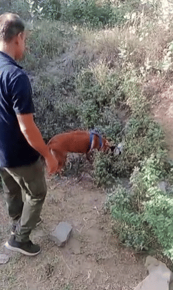 Rajasthan’s Anti-Drug Dog Squad Emerges as Key Weapon Against Narcotics Smugglers
