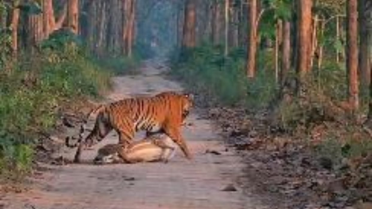 Tigress Hunts Chital in Dudhwa Tiger Reserve