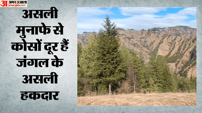 असली मुनाफे से कोसों दूर हैं जंगल के असली हकदार