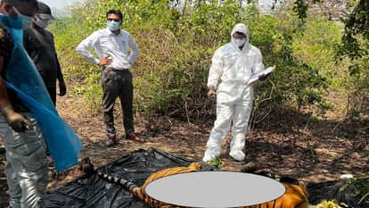 Bijnor: Dead body of tiger found in Dhara Sot of Kalagarh range, post mortem did not reveal the cause of death