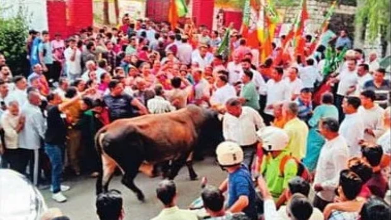 Himachal Election: Bull Attacks Amidst Victory Celebrations in Jogindernagar; Seven Injured