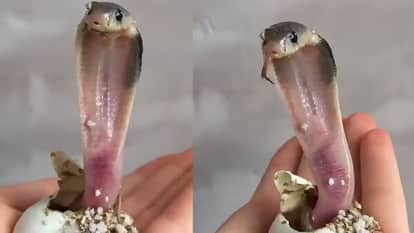 how king cobra born from the egg world watching snake birth video first time