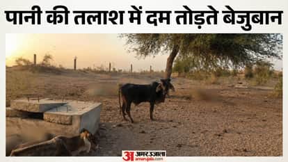 Barmer: Cattle Die Searching for Water in Derasar, Villagers Face Crisis as Supply Remains Shut for 10 Days