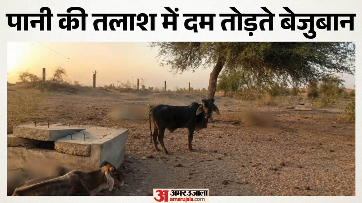 Barmer: Cattle Die Searching for Water in Derasar, Villagers Face Crisis as Supply Remains Shut for 10 Days