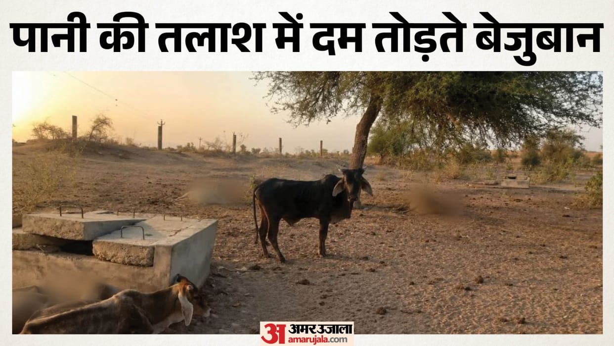 Barmer: Cattle Die Searching for Water in Derasar, Villagers Face Crisis as Supply Remains Shut for 10 Days
