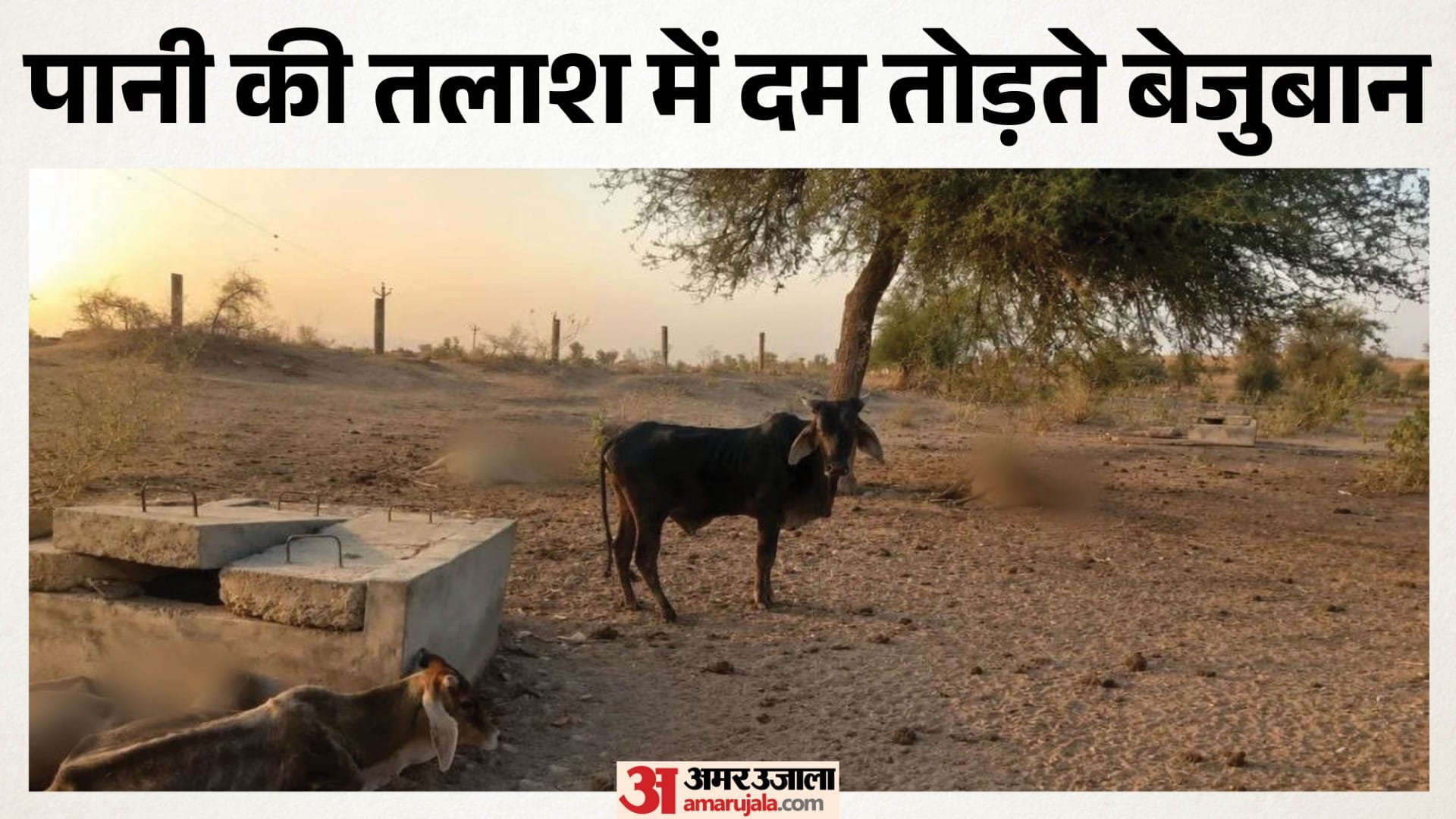 पानी को तरसते पशुधन ने प्यास से दम तोड़ा