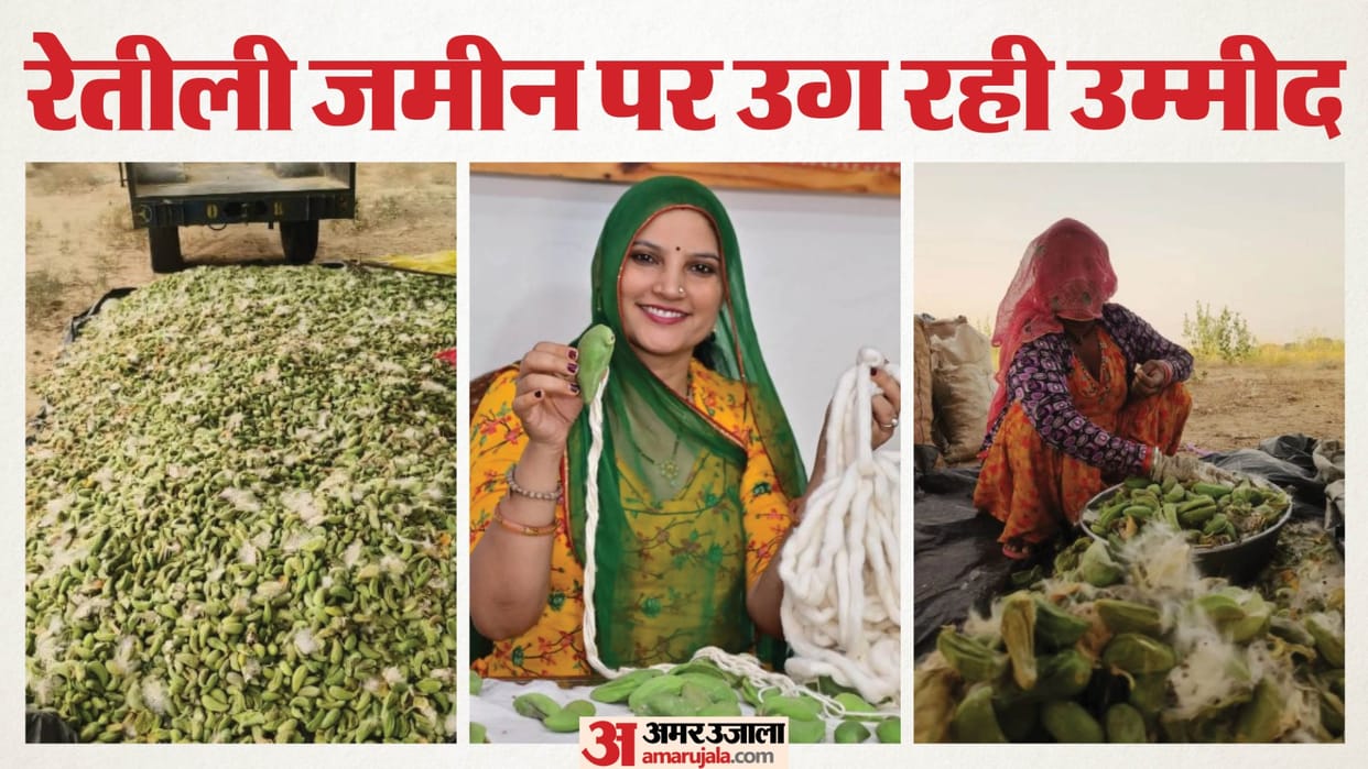 Rajasthan News: Desert Ak Plant Emerges as New Income Source for Farmers, Natural Fiber Used in Winter Wear