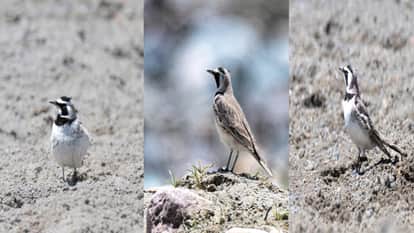 Horned Lark Sighted for the First Time in Rakcham-Chitkul Wildlife Sanctuary and Kinnaur District