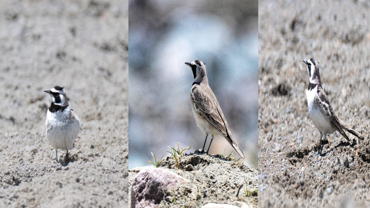 Horned Lark Sighted for the First Time in Rakcham-Chitkul Wildlife Sanctuary and Kinnaur District
