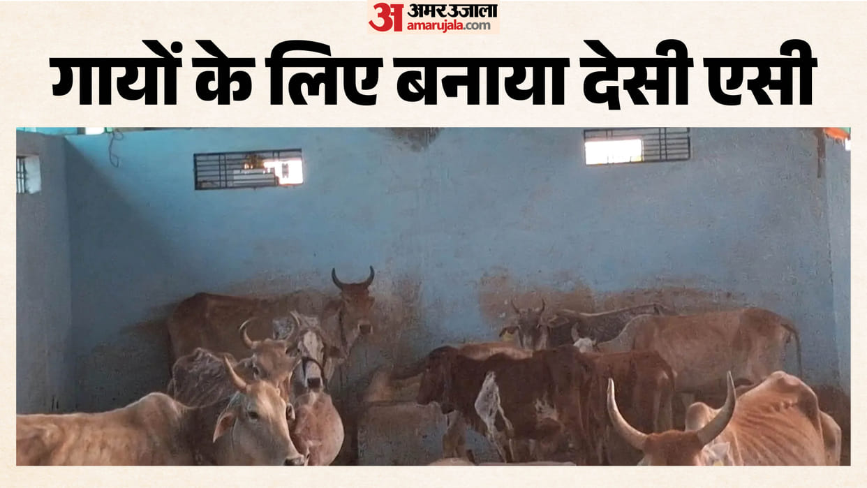 sagar women installed fogger system in gaushala to protect cows from heat