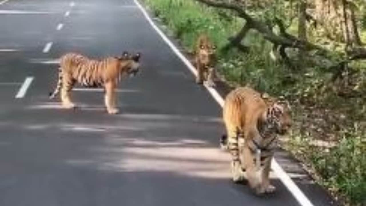 सड़क पर शावकों के साथ बाघिन