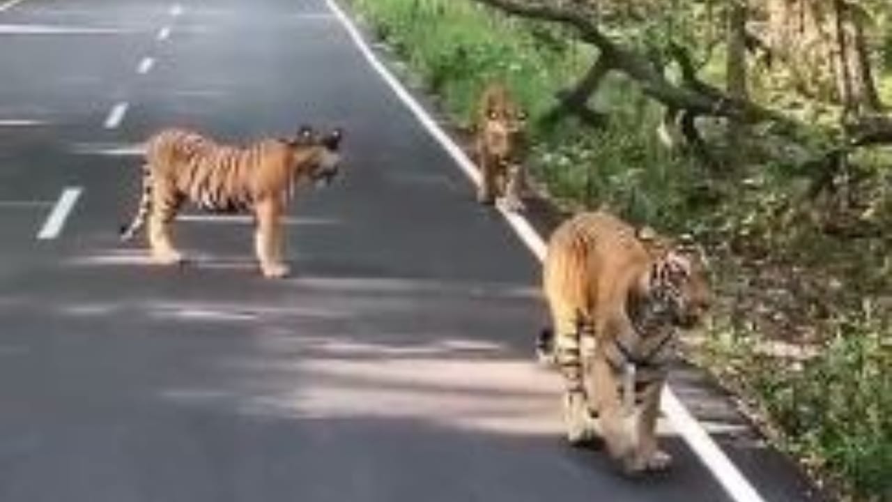 सड़क पर शावकों के साथ बाघिन