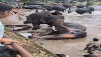 Woman Tourist Crushed To Death After Getting Trapped During Fight Between Two Elephants In Kodagu Karnataka