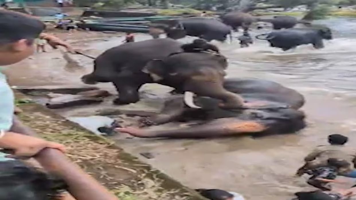 Woman Tourist Crushed To Death After Getting Trapped During Fight Between Two Elephants In Kodagu Karnataka