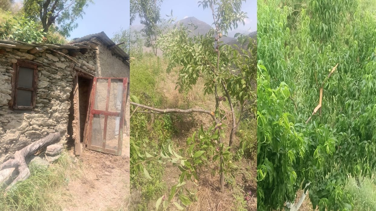 Bear Breaks Down Door and Enters Cow Shed; Kills Cow, Destroys Plum Trees Along with Their Fruit.