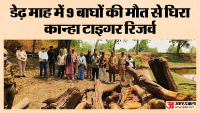 MP: Series of Tiger Deaths Continues at Kanha Tiger Reserve 9th Death in One and a Half Months
