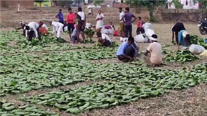Chhattisgarh has the highest support price for tendu leaves: Rs 5,500 per standard bag, read the full story