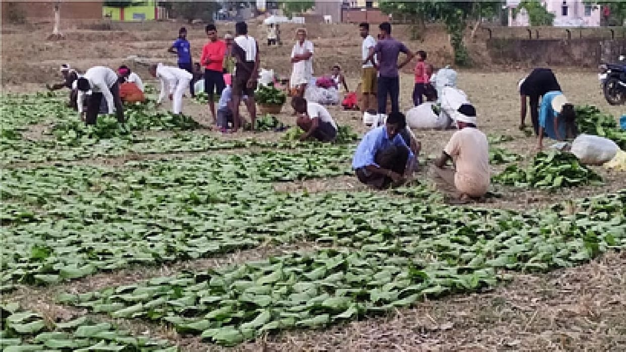 Chhattisgarh has the highest support price for tendu leaves: Rs 5,500 per standard bag, read the full story