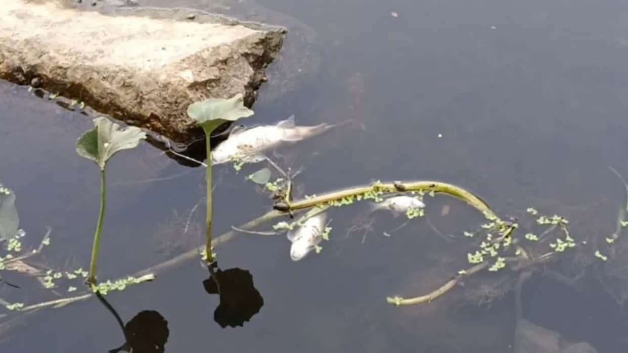 Dungarpur News: Toxic Water Kills Large Number of Fish in Tamtia Pond, Villagers Protest Pollution Crisis