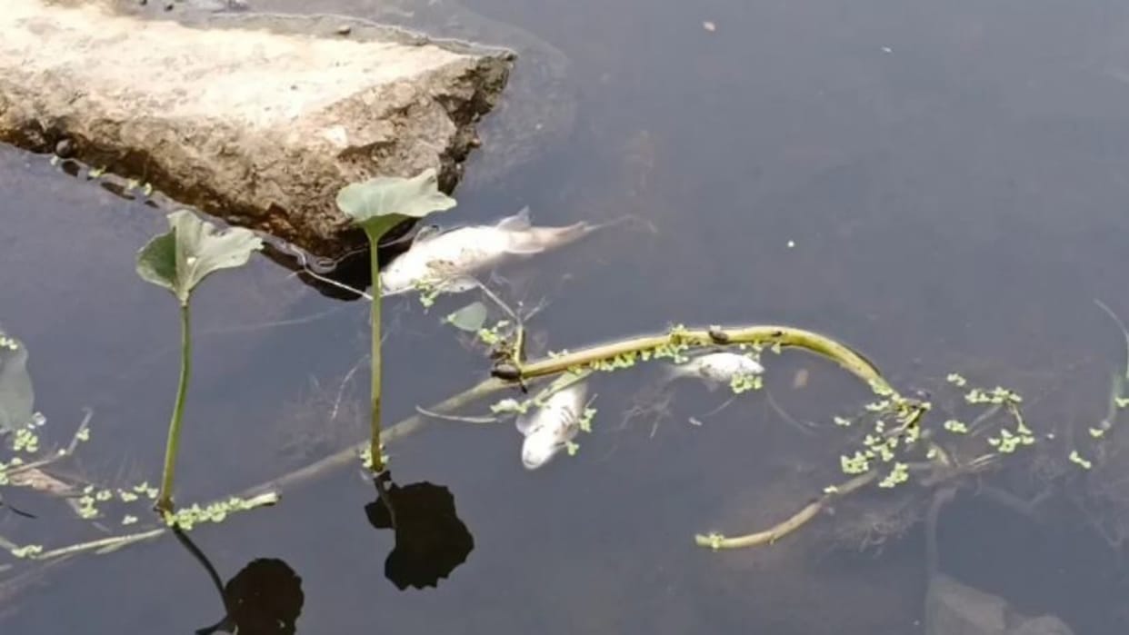 Dungarpur News: Toxic Water Kills Large Number of Fish in Tamtia Pond, Villagers Protest Pollution Crisis