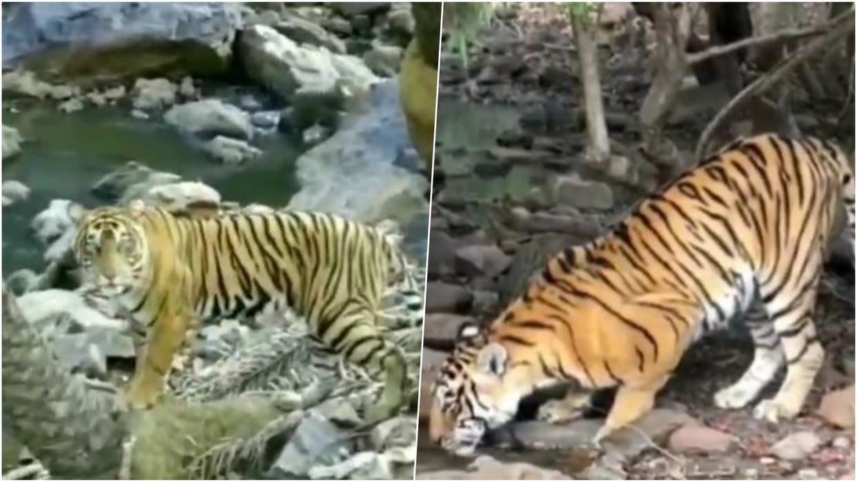 Sawai Madhopur: Two Tigresses Missing After Territorial Fight, Forest Department Intensifies Search Operation