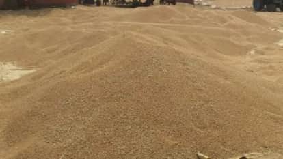 Wheat Procurement in Bareilly Reaches Only 51.53 percent