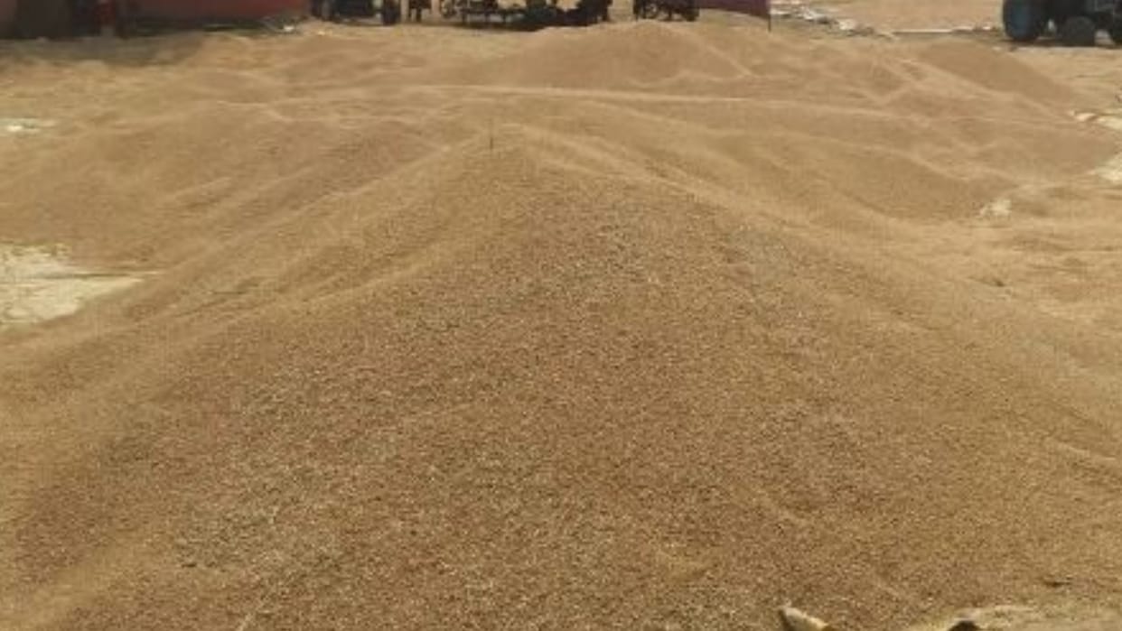 Wheat Procurement in Bareilly Reaches Only 51.53 percent