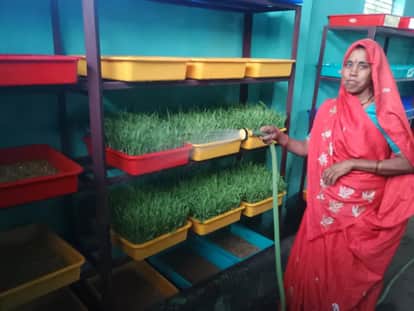 sagar-women-grow-green-fodder-with-hydroponics-technique