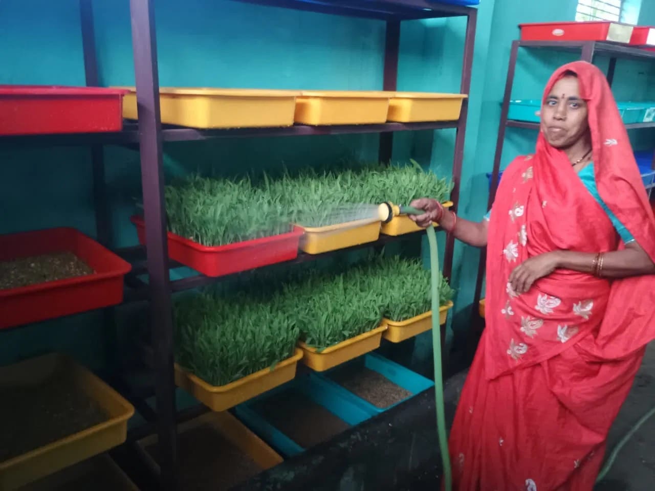  'हाइड्रोपोनिक्स विधि' से हरे चारे का किया ठोस इंतजाम।
