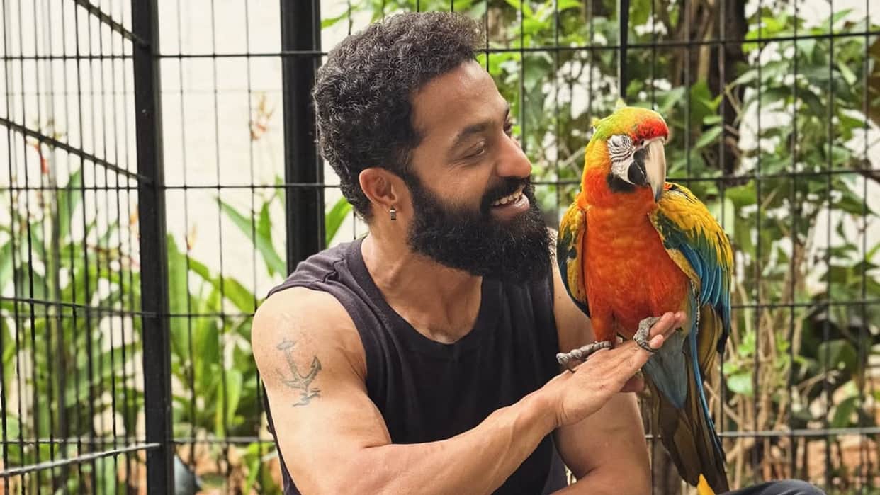 Junior NTR expresses love with birds share photos tells the meaning of their names