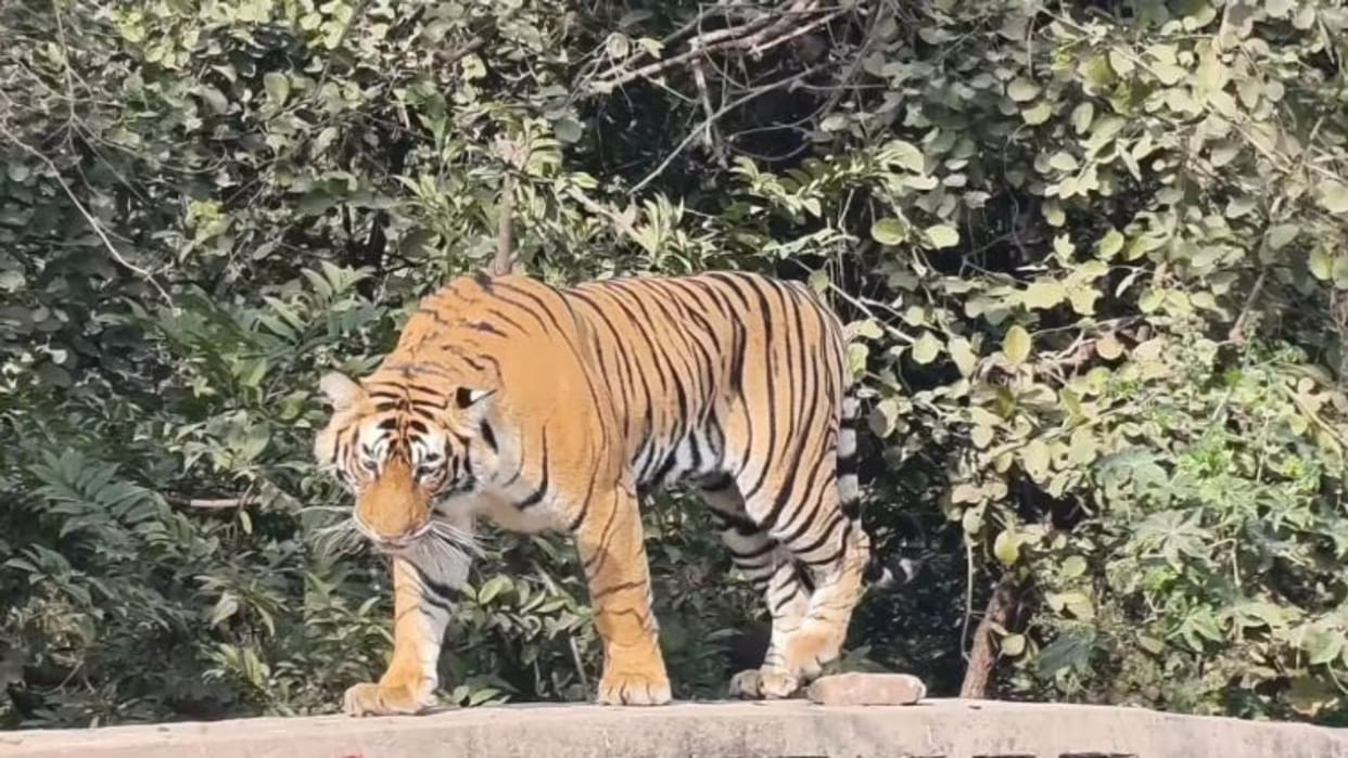 Sawai Madhopur News: Panic After Tiger T-120 Spotted on Trinetra Ganesh Parikrama Route, Forest Team Steps In