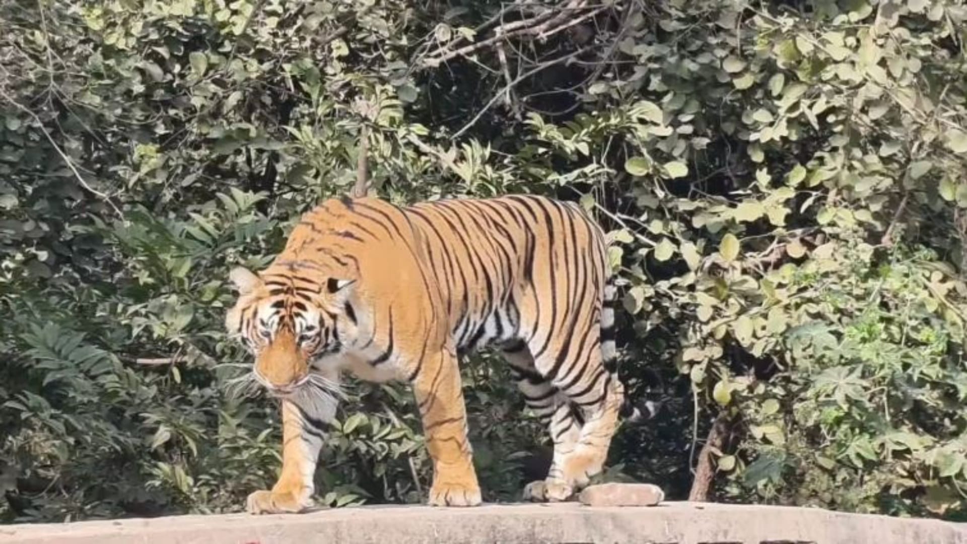 त्रिनेत्र गणेश परिक्रमा मार्ग पर टाइगर मूवमेंट