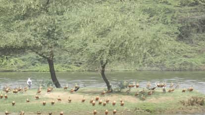 PIL Filed in Supreme Court Seeking Removal of Vilayati Babool from Soor Sarovar Bird Sanctuary