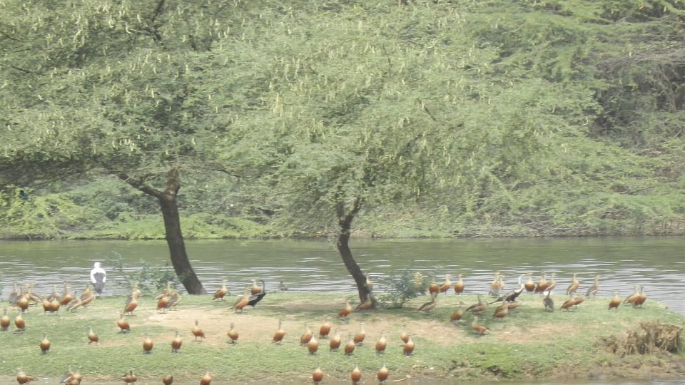 PIL Filed in Supreme Court Seeking Removal of Vilayati Babool from Soor Sarovar Bird Sanctuary