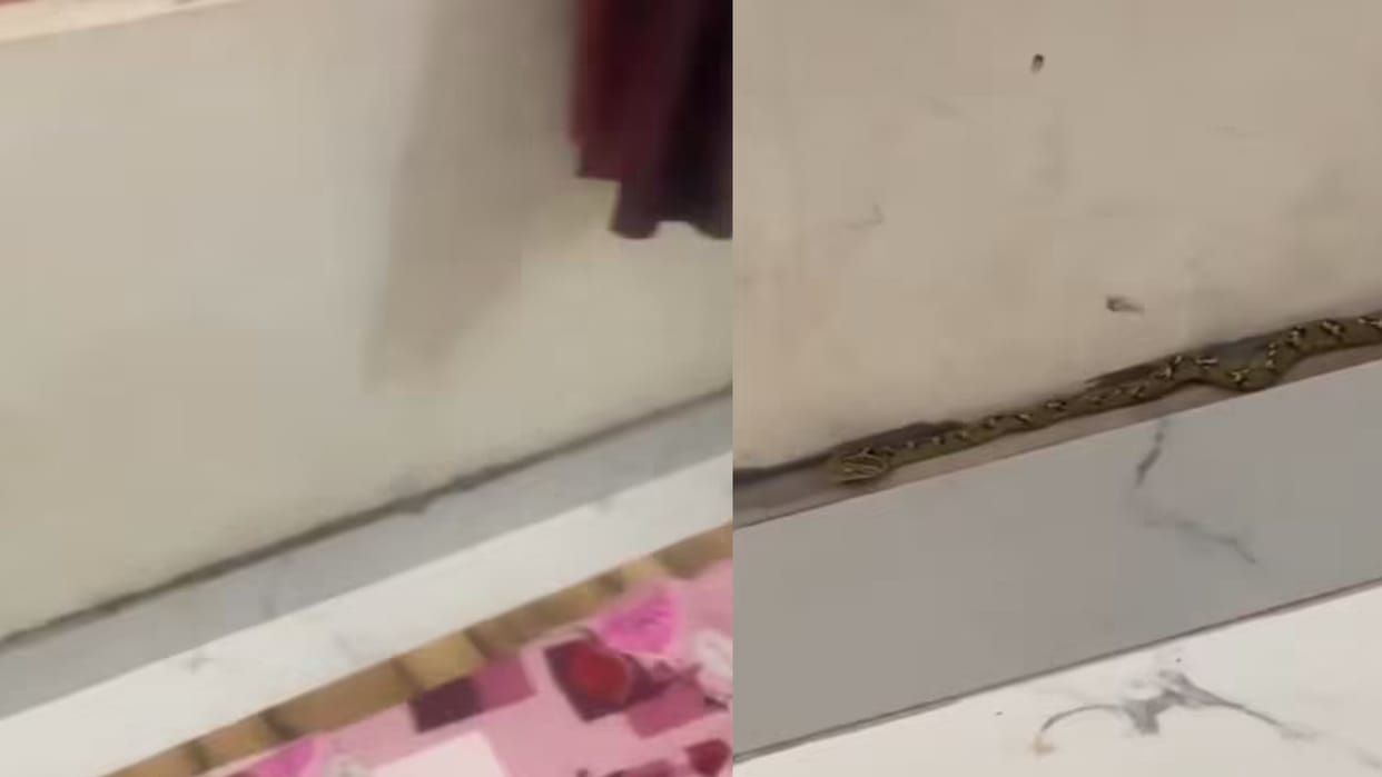 Snake Hidden In Room Wall Tiles Camouflage Scary Video viral on internet