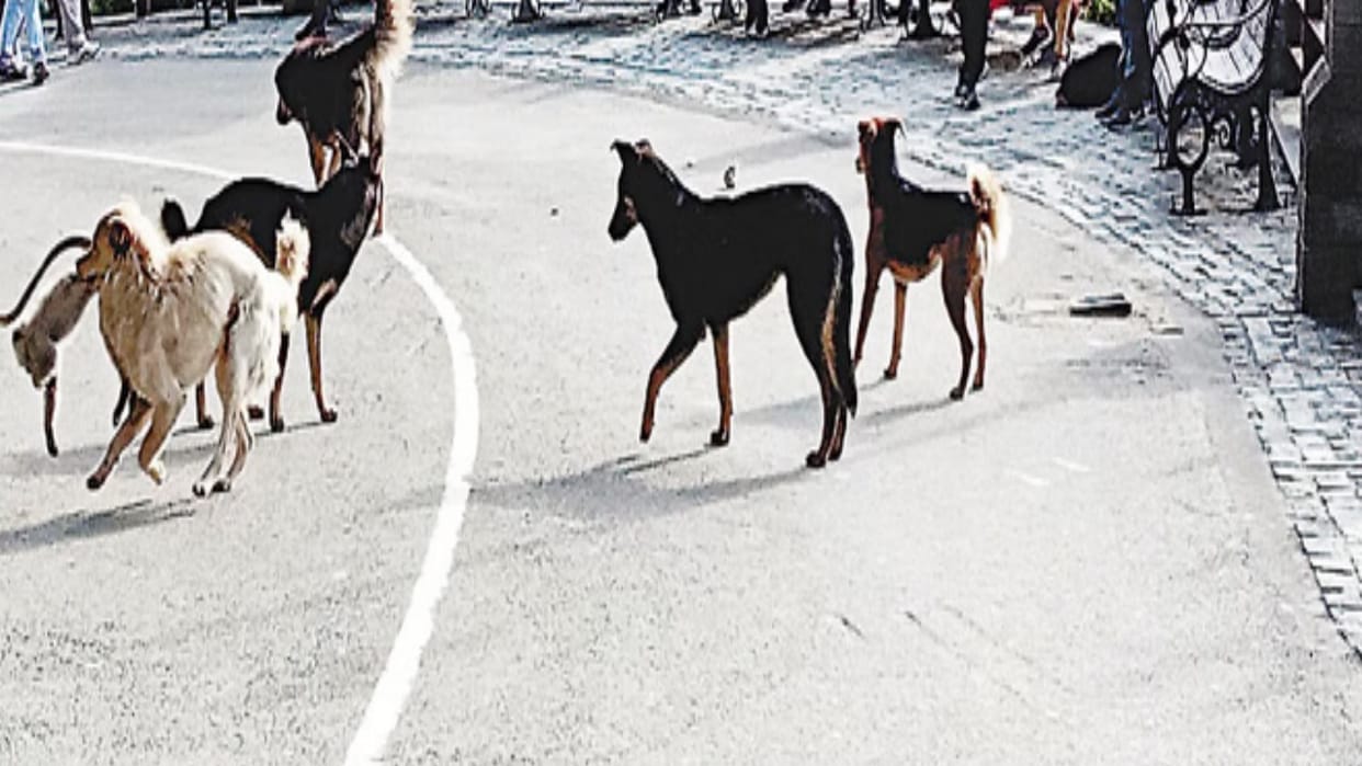 180,000 Dogs in Himachal, 77000 Are Stray, Bitten 326,170 People Over Three Years