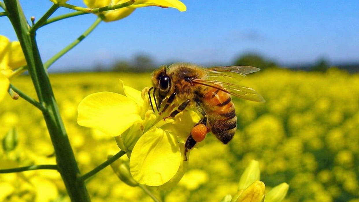 World Bee Day: India is a rich home to over 800 species of bees, but the world is shrinking.