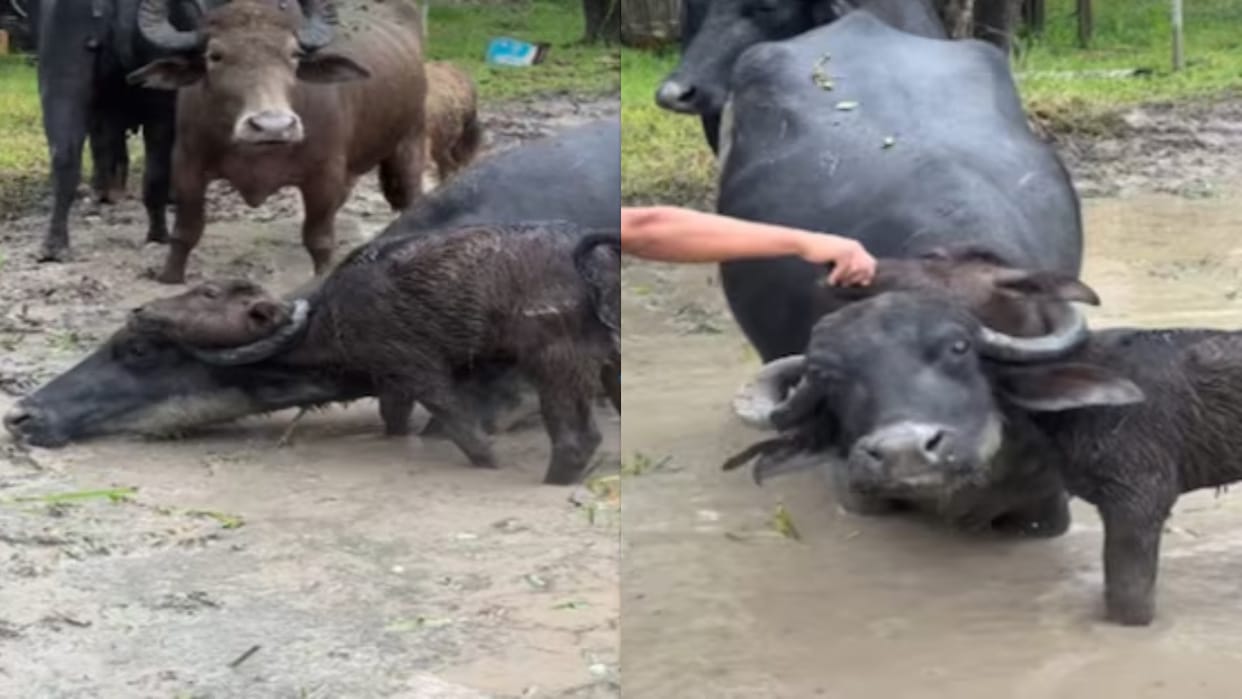 Calf neck stuck in mother buffalo horn man risks life to save baby animal viral video
