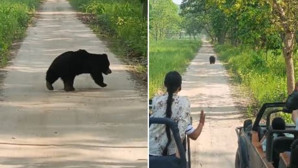 Bear Sighted on Forest Trail in Kishanpur Sanctuary in Lakhimpur kheri
