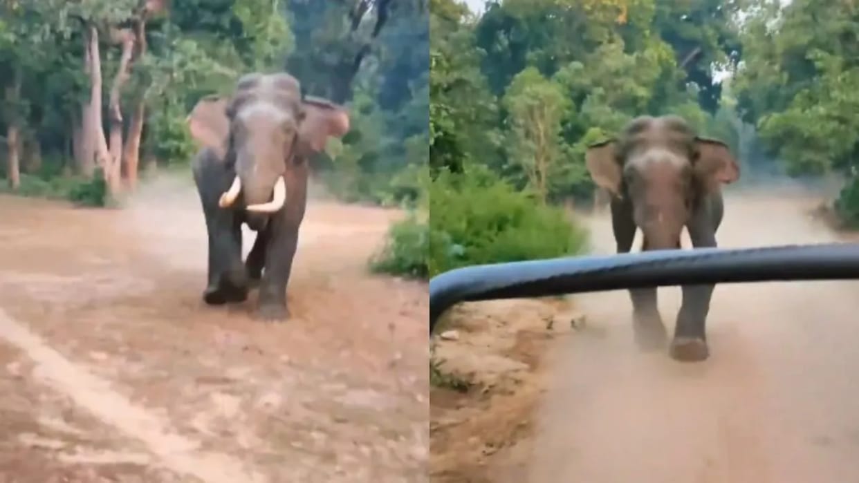 jungle safaris scary moment angry elephant chases visitors Viral Video